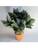40cm Artificial Olive Plant in Pot