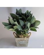 40cm Artificial Olive Plant in Pot