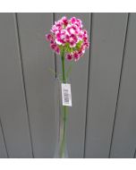 Artificial 42cm Pink Sweet William