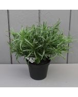 Artificial 19cm Potted Rosemary Plant