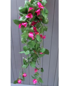 Full length view of trailing bougainvillea