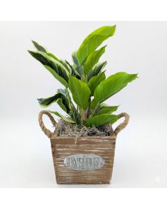 Artificial Waved Leaf Plant in Pot