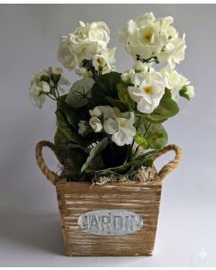 Potted Ivory Geraniums