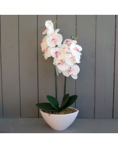 50cm Ivory & Pink Potted Orchid - 2 Stems