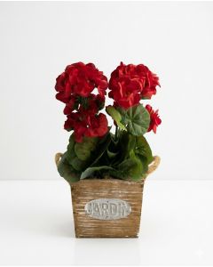 Potted Red Geraniums